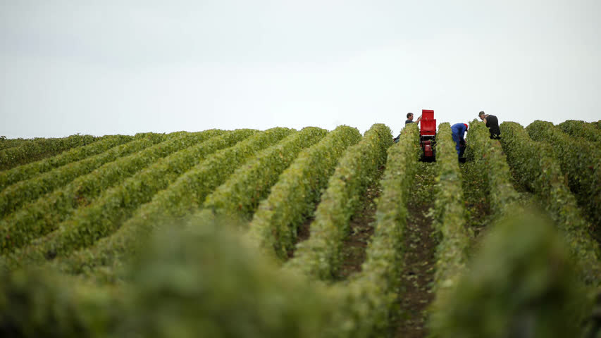 Фото - Производство вина во Франции оказалось под угрозой из-за аномальной жары