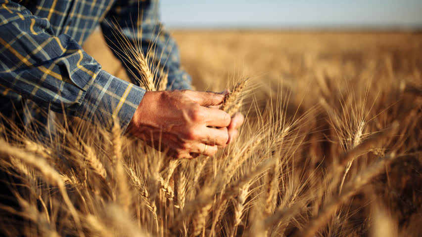 Фото - России предсказали рекордный урожай зерновых в 2022 году