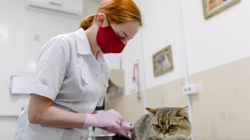 Фото - В России предупредили о рисках исчезновения иностранных вакцин для животных