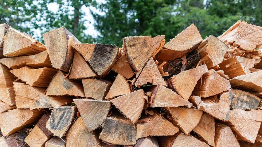 Фото - Власти европейской страны запретили вывоз дров